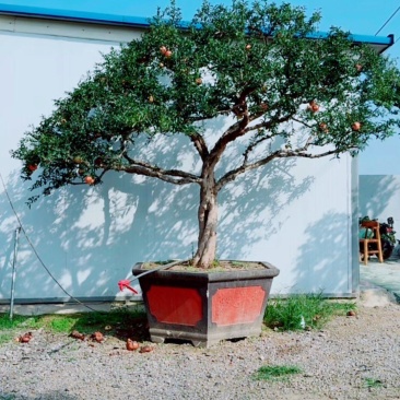 精品骨架造型石榴树低价处理