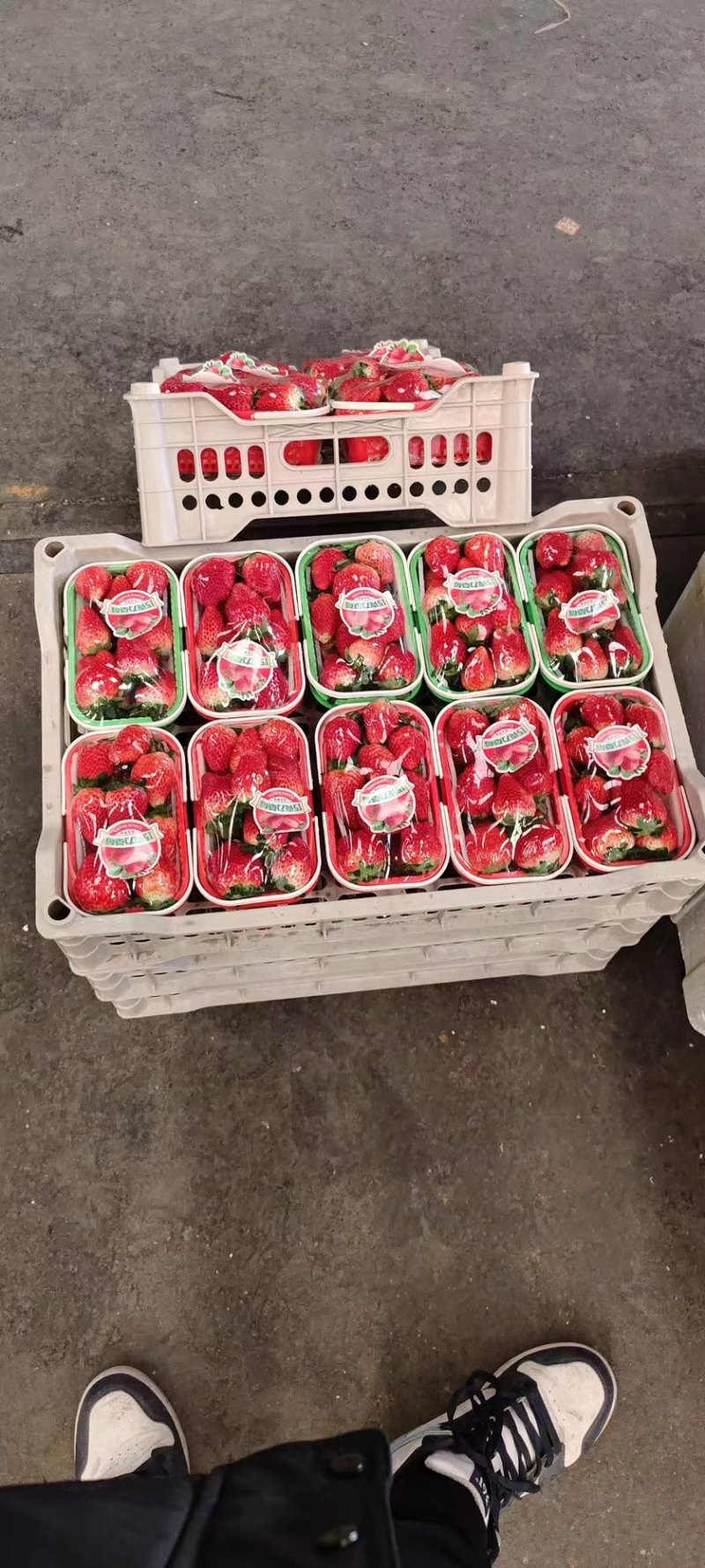 徐州草莓上市啦，质量保证，货源保证，采购