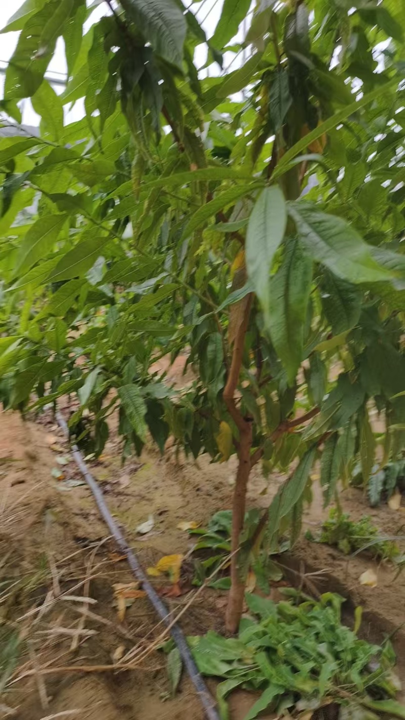 出售桃树和各种果树