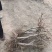出售桃树和各种果树