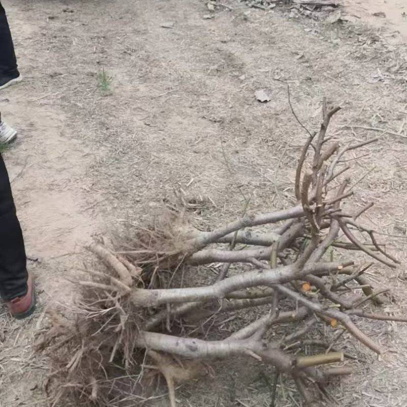 出售桃树和各种果树