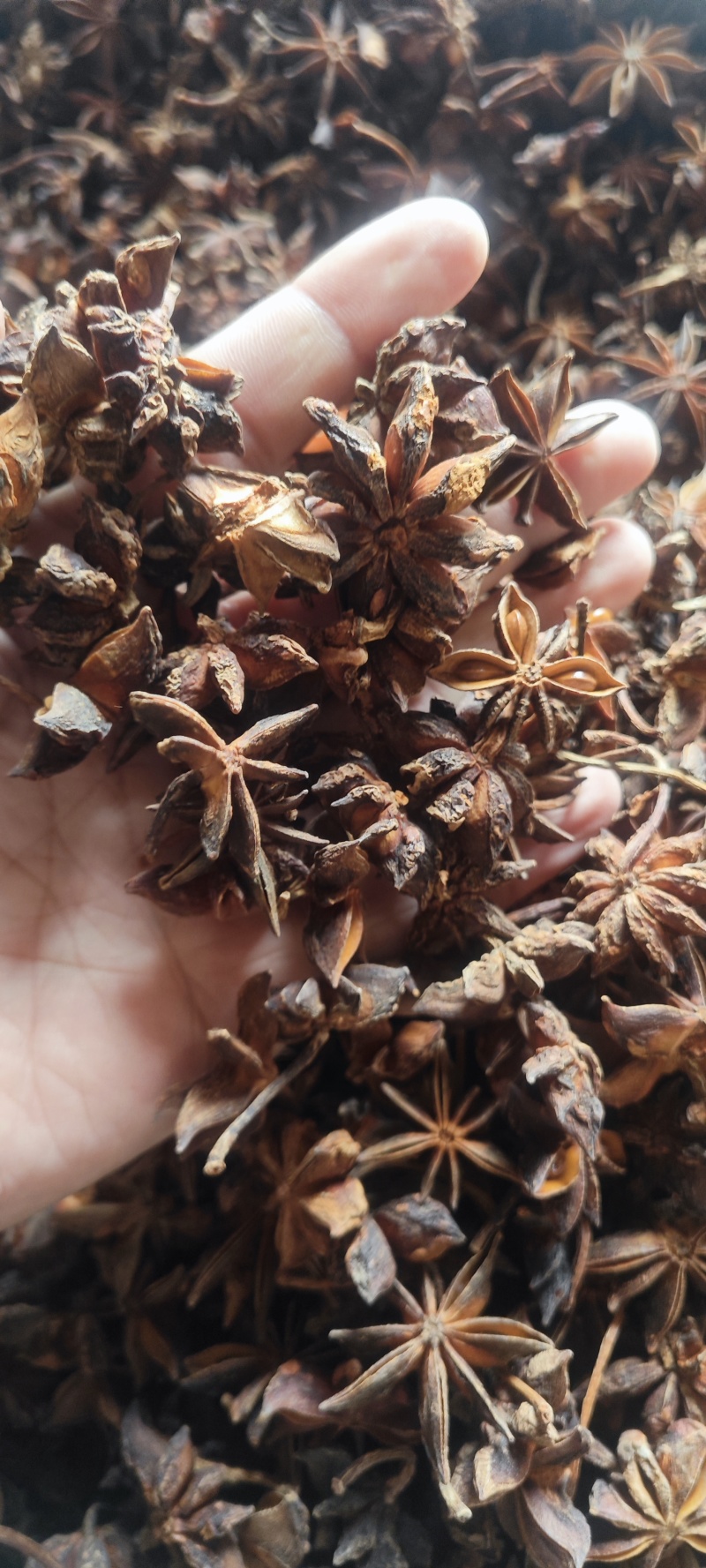 大红八角新货肉厚干度好香味大无硫干货批发