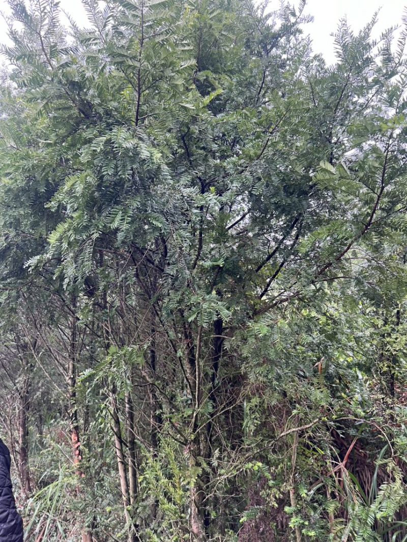 红豆杉：邹家苗圃供应大小不一的红豆衫，欢迎老板来店洽谈