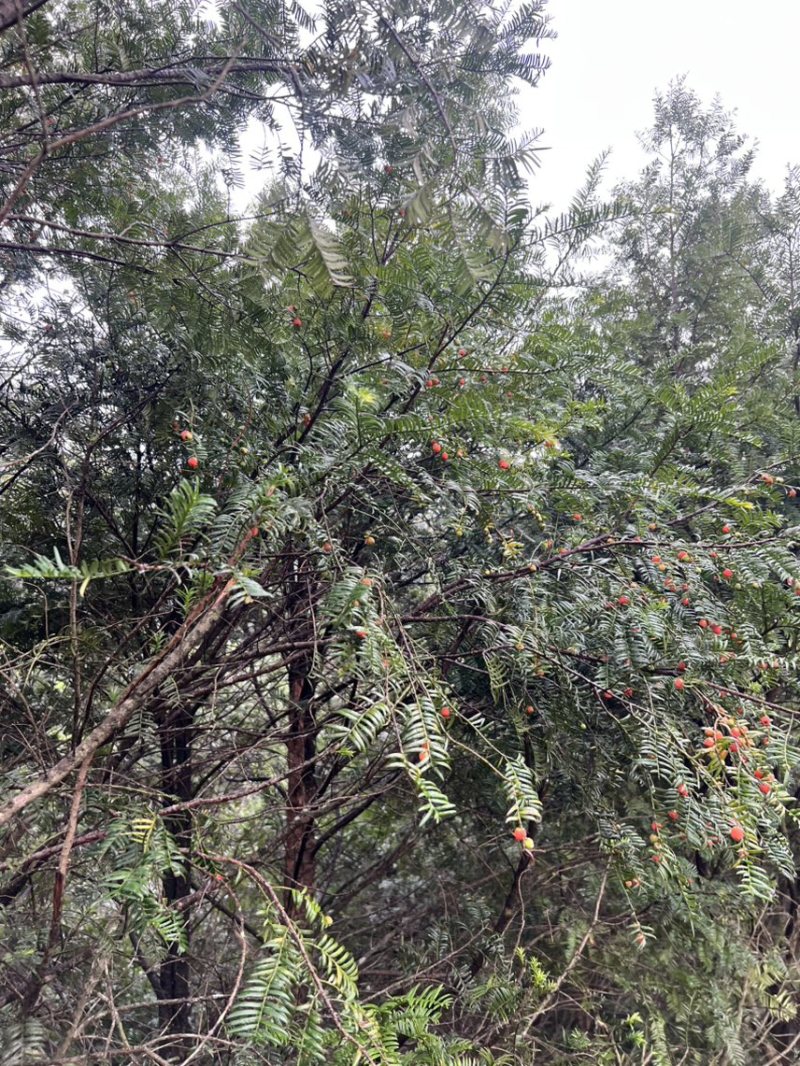 红豆杉：邹家苗圃供应大小不一的红豆衫，欢迎老板来店洽谈