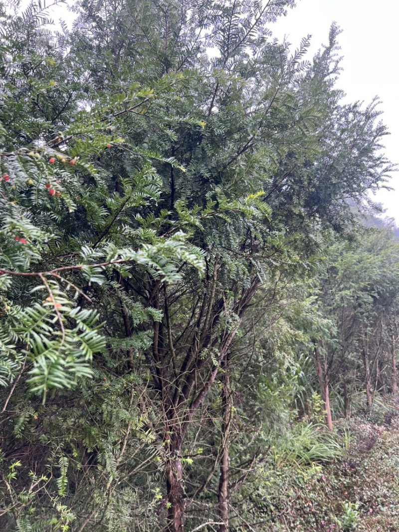 红豆杉：邹家苗圃供应大小不一的红豆衫，欢迎老板来店洽谈