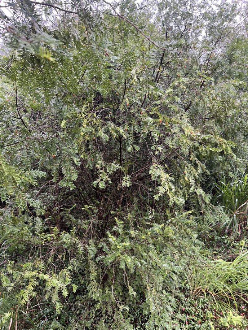 红豆杉：邹家苗圃供应大小不一的红豆衫，欢迎老板来店洽谈