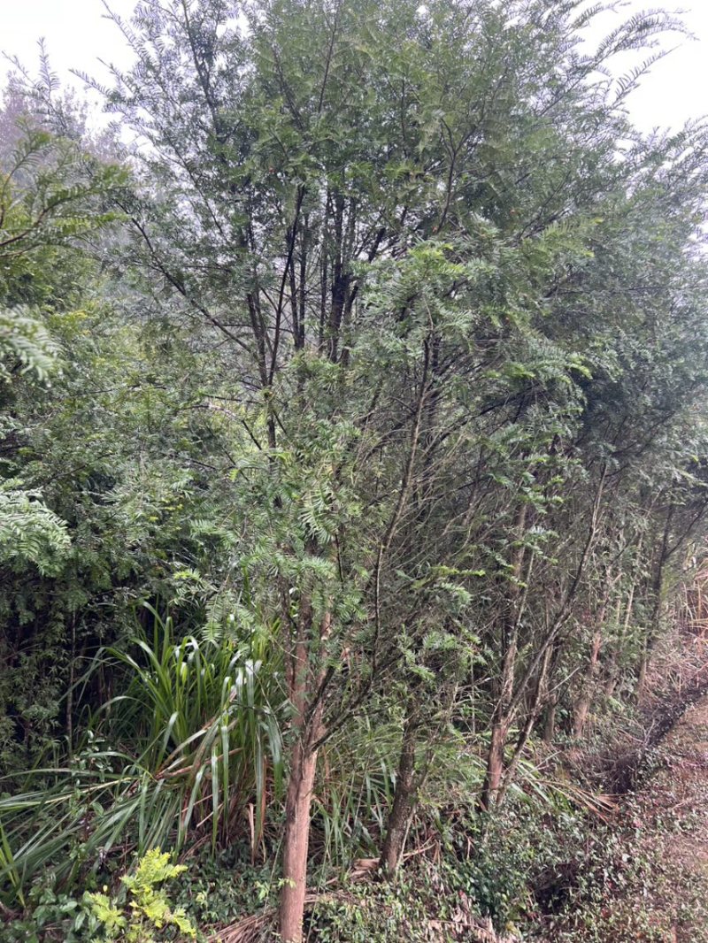 红豆杉：邹家苗圃供应大小不一的红豆衫，欢迎老板来店洽谈