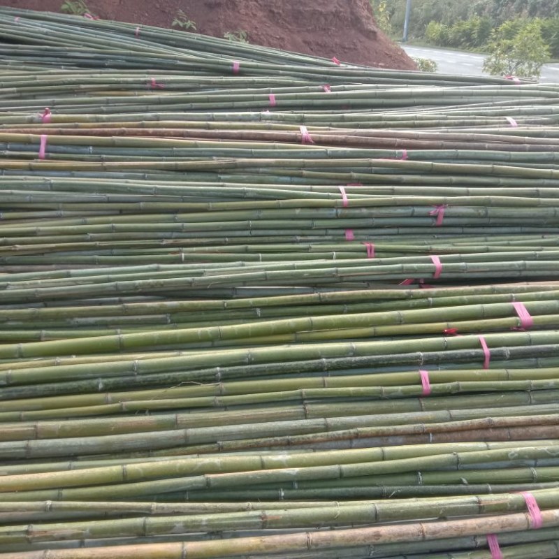 湖南湘潭大棚竹基地一手货源常年供应量大价优可视频