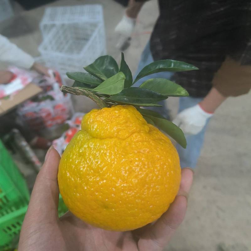 宜昌丑橘