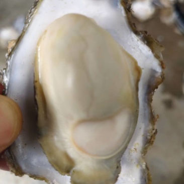 精选生蚝！肉质饱满爆膏，肥度超绝！一手产地直供，无中间商