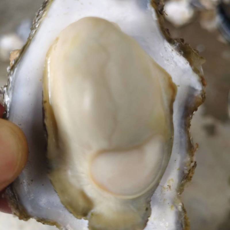 精选生蚝！肉质饱满爆膏，肥度超绝！一手产地直供，无中间商