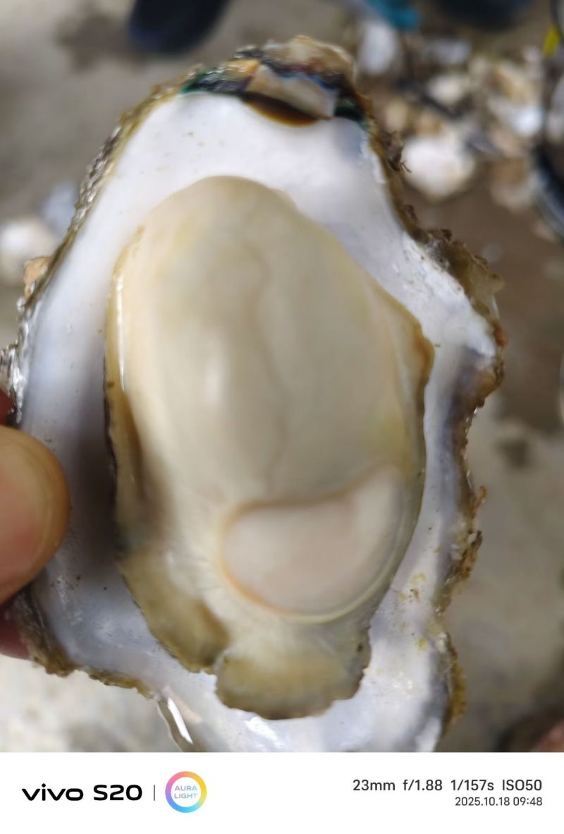 精选生蚝！肉质饱满爆膏，肥度超绝！一手产地直供，无中间商