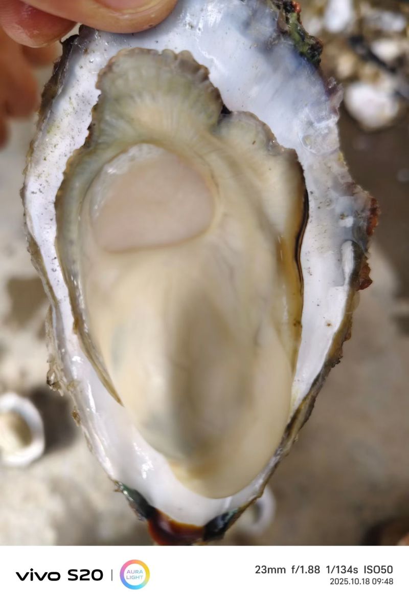 精选生蚝！肉质饱满爆膏，肥度超绝！一手产地直供，无中间商