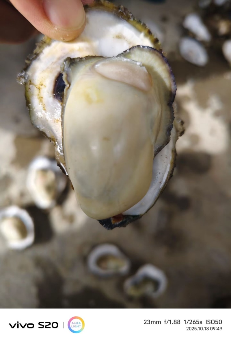 精选生蚝！肉质饱满爆膏，肥度超绝！一手产地直供，无中间商