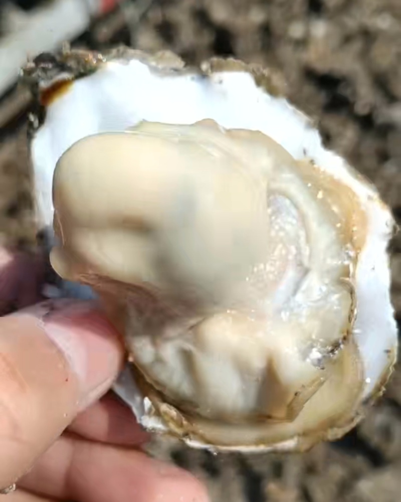 精选生蚝！肉质饱满爆膏，肥度超绝！一手产地直供，无中间商