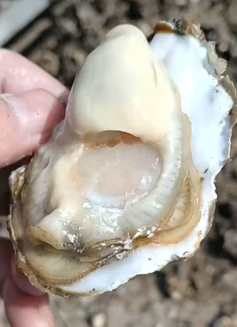 精选生蚝！肉质饱满爆膏，肥度超绝！一手产地直供，无中间商