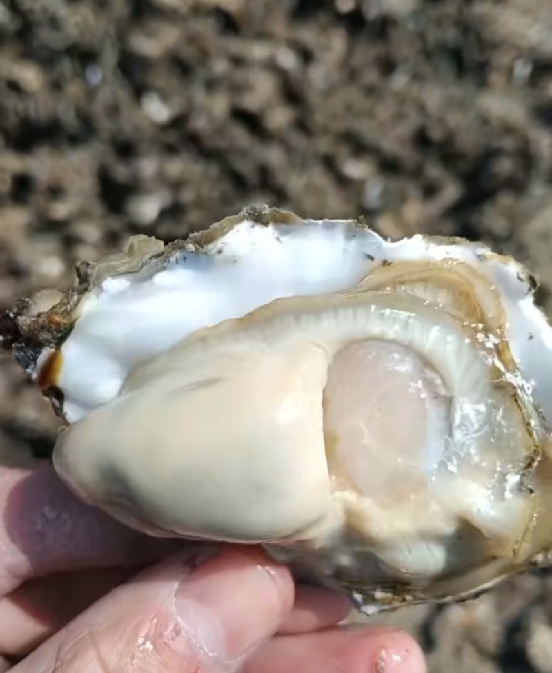 精选生蚝！肉质饱满爆膏，肥度超绝！一手产地直供，无中间商