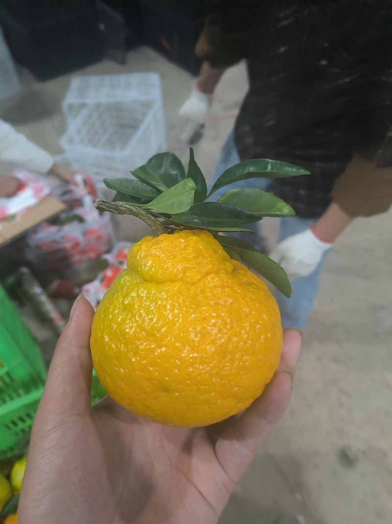 宜昌丑橘