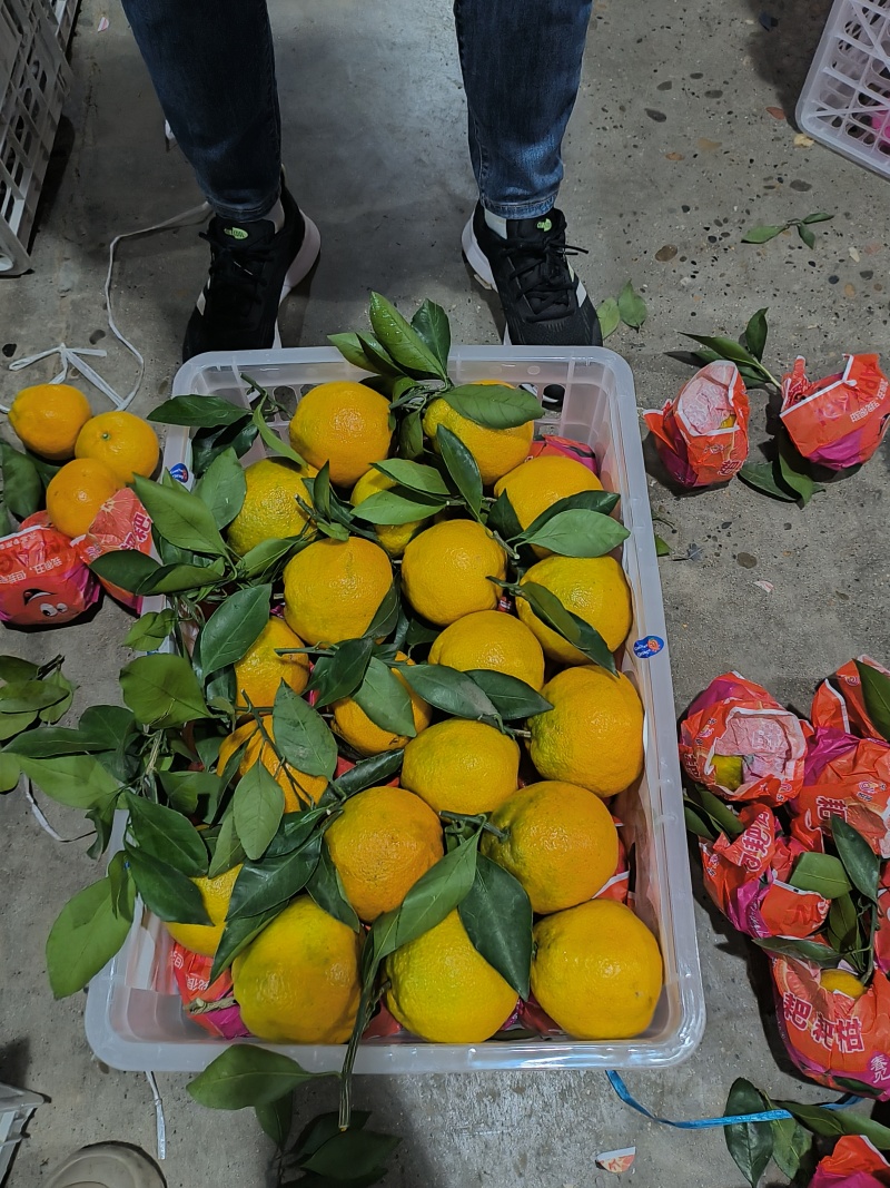 宜昌丑橘