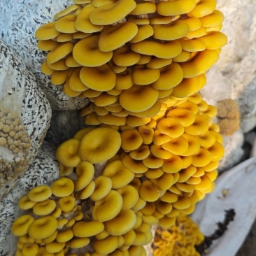 榆黄菇基地直发