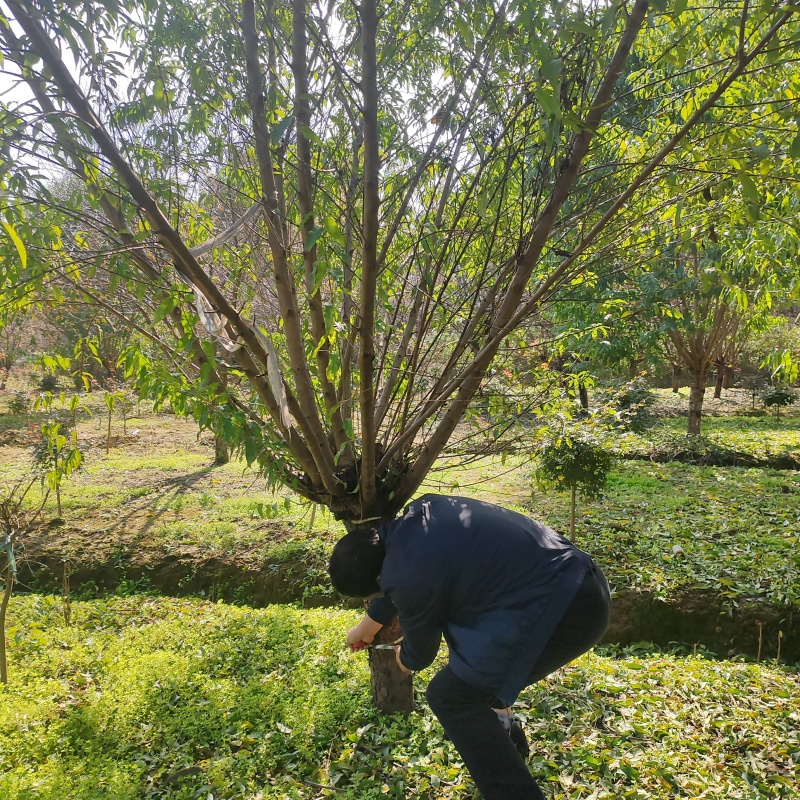 苗圃大量出售13公分青叶碧桃