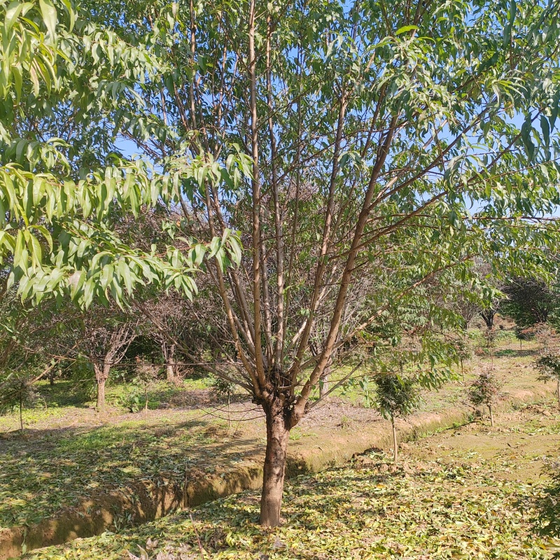 苗圃大量出售13公分青叶碧桃
