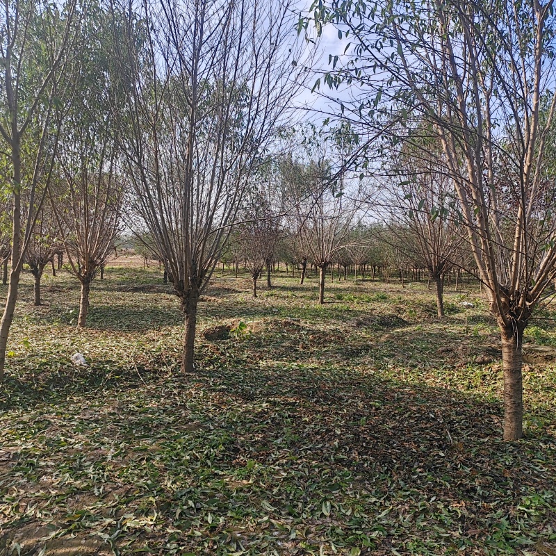 苗圃大量出售13公分青叶碧桃