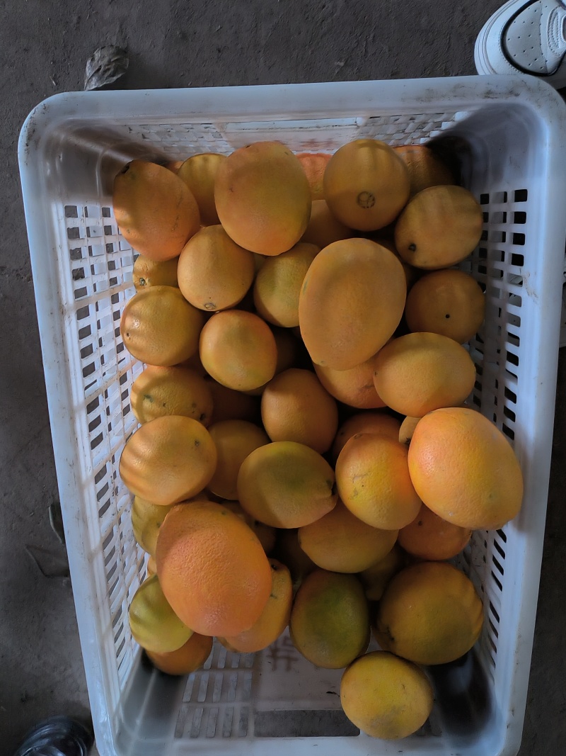 宜昌纽荷尔脐橙