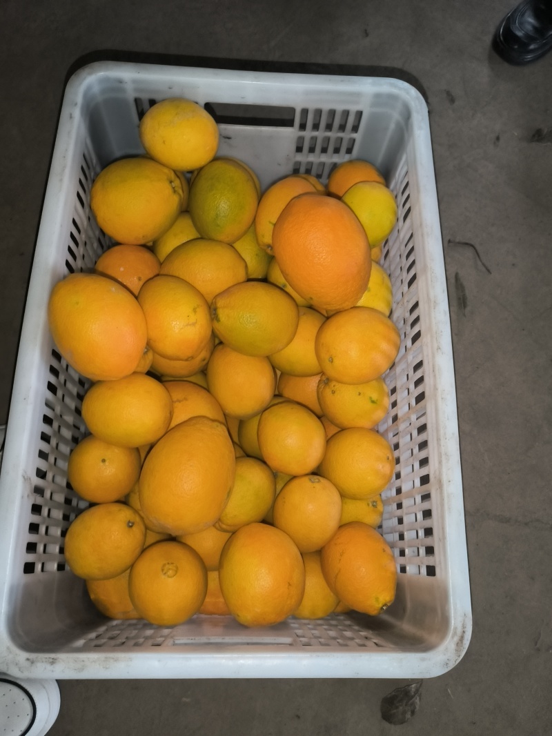 宜昌纽荷尔脐橙