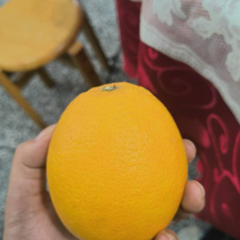 宜昌纽荷尔脐橙