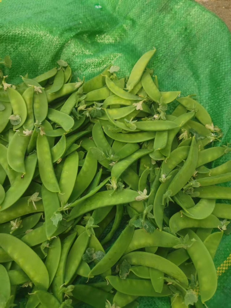 荷兰豆
