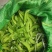 荷兰豆