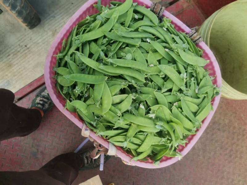 荷兰豆