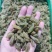 新疆葡萄干绿香妃北京王免洗无核，干度好颗粒饱满均匀！