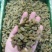 新疆葡萄干绿香妃北京王免洗无核，干度好颗粒饱满均匀！