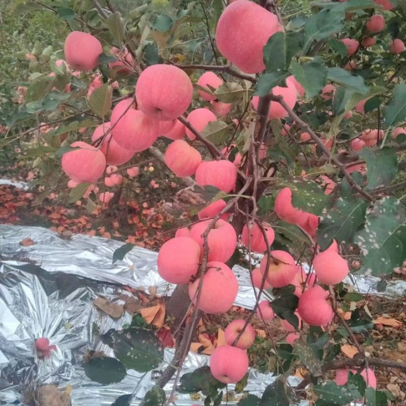 绥中水果代办欢迎各地老板来产地采购