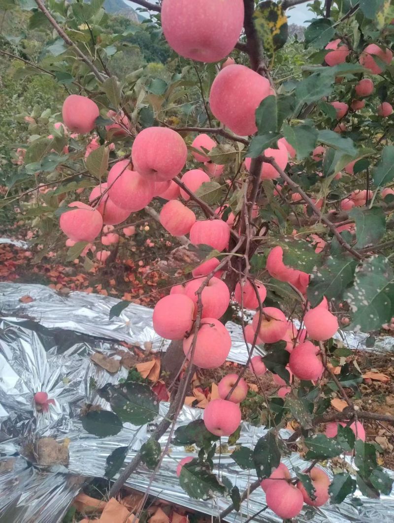 绥中水果代办欢迎各地老板来产地采购