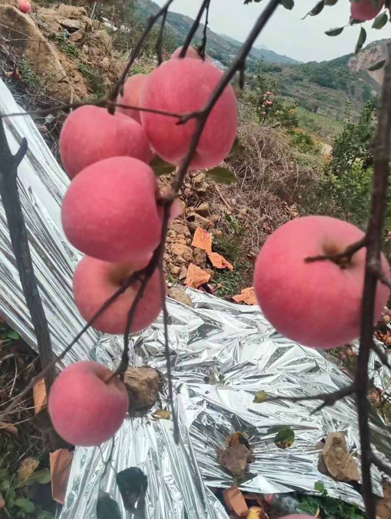 绥中水果代办欢迎各地老板来产地采购