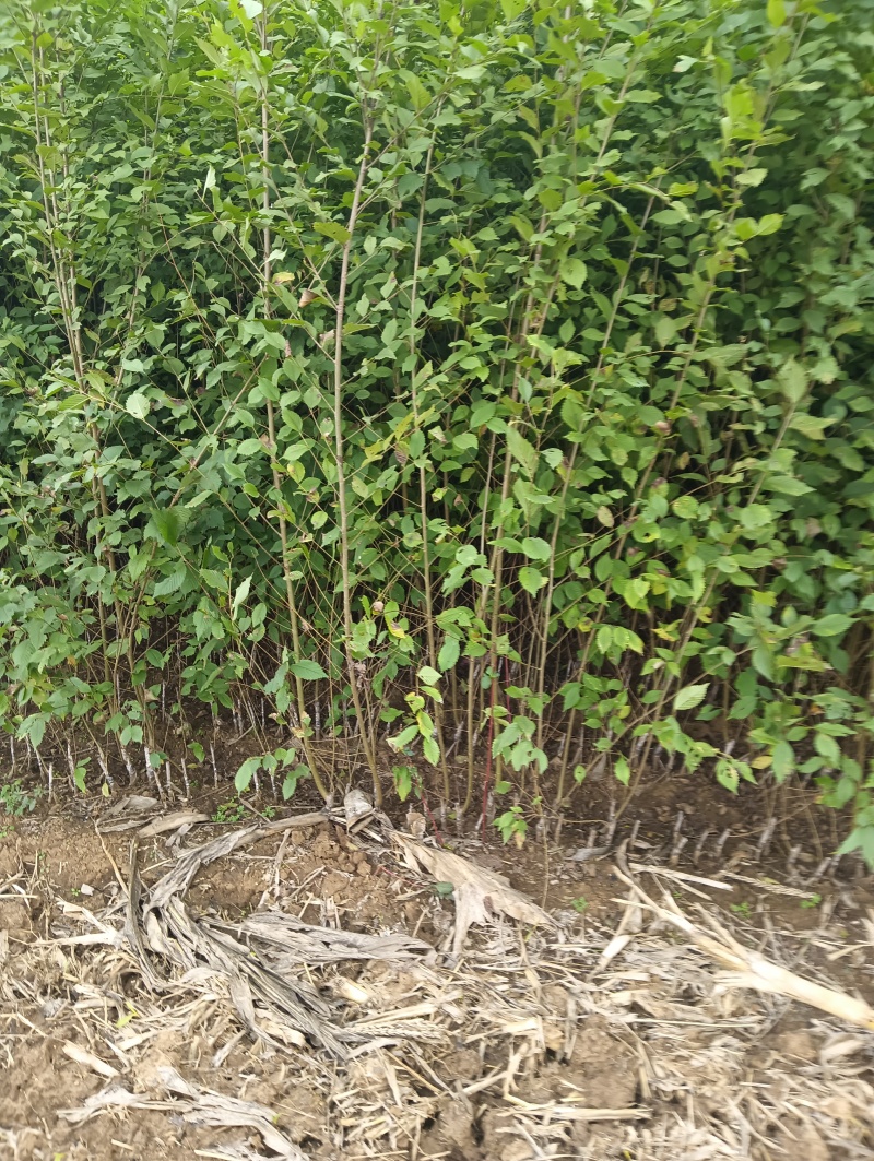 金叶榆基地金叶榆批发金叶榆小苗金叶榆产地直销