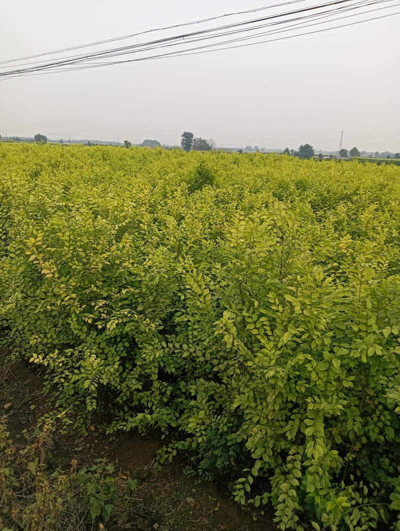 金叶榆基地金叶榆批发金叶榆小苗金叶榆产地直销