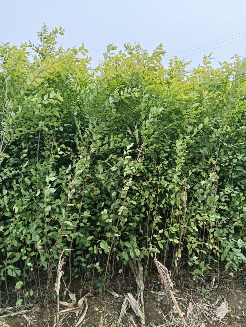 金叶榆基地金叶榆批发金叶榆小苗金叶榆产地直销