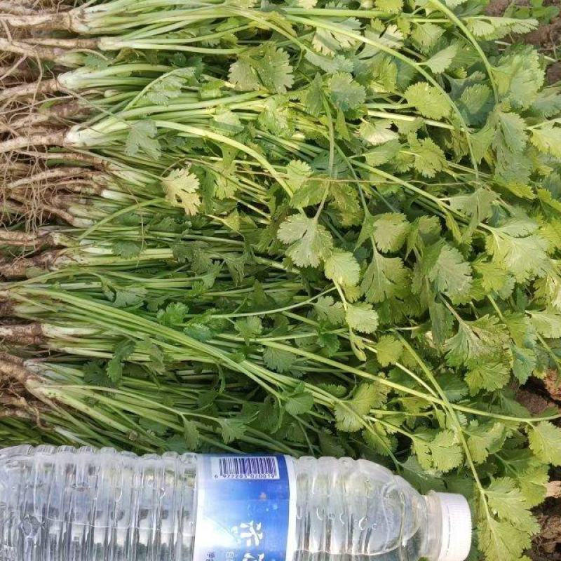 河南铁杆香菜对接全国市场量大从优整车有货质量好走货快热卖