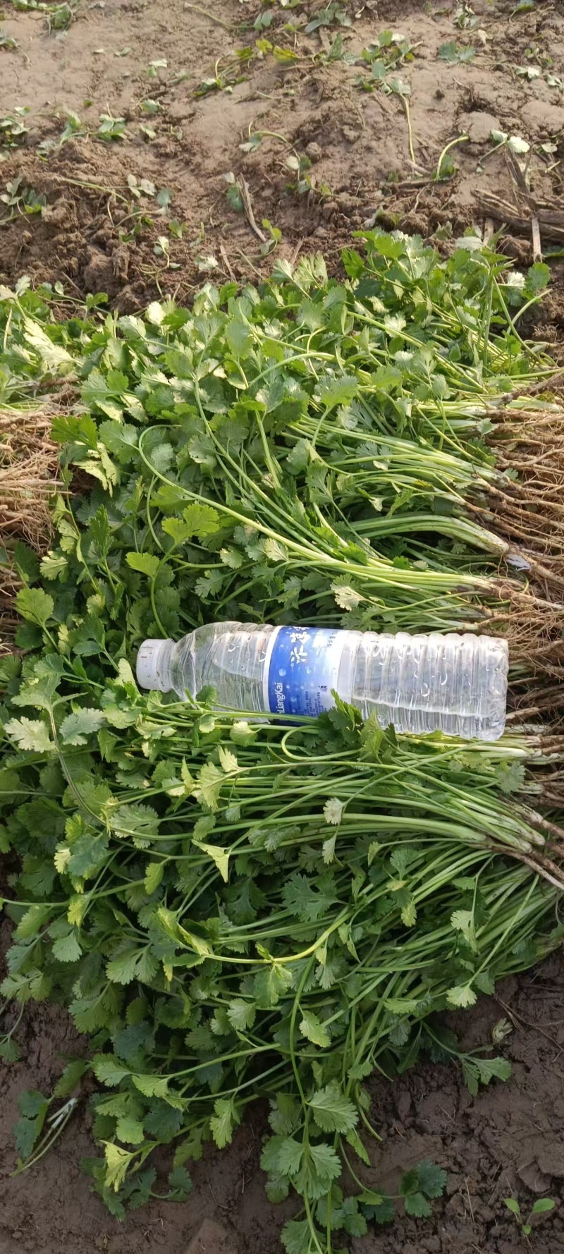 河南铁杆香菜对接全国市场量大从优整车有货质量好走货快热卖