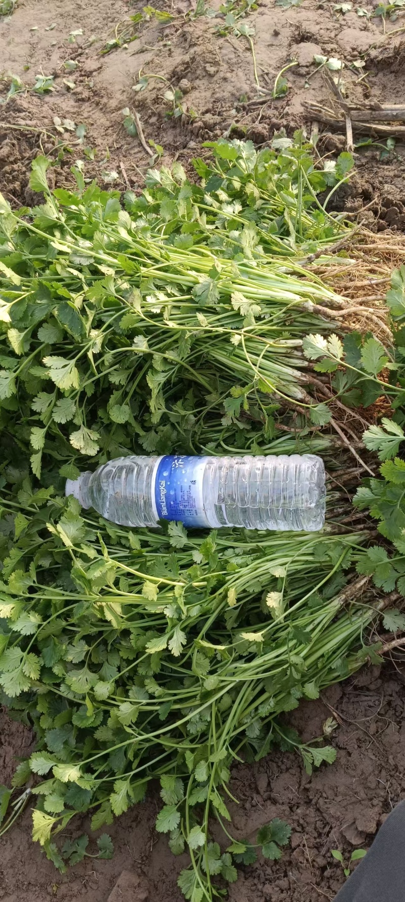 河南铁杆香菜对接全国市场量大从优整车有货质量好走货快热卖
