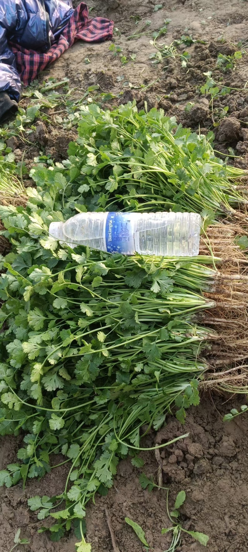 河南铁杆香菜对接全国市场量大从优整车有货质量好走货快热卖