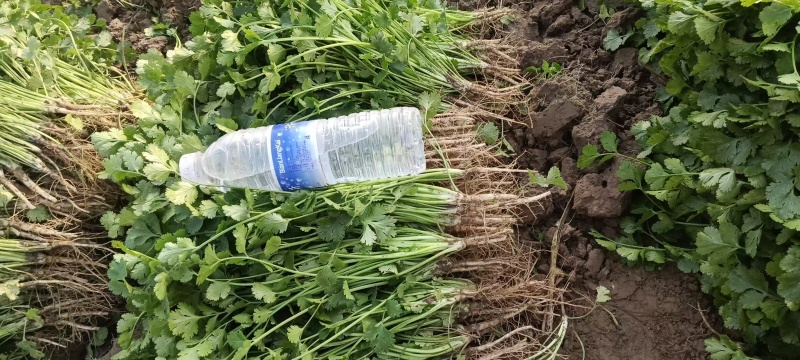 河南铁杆香菜对接全国市场量大从优整车有货质量好走货快热卖
