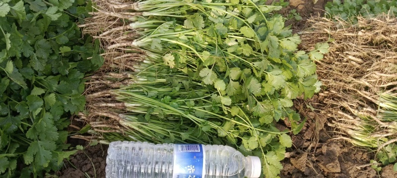 河南铁杆香菜对接全国市场量大从优整车有货质量好走货快热卖