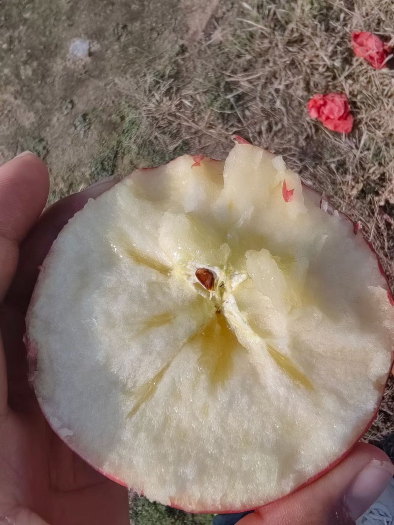精品红富士