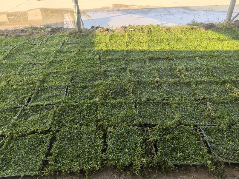 姬岩垂草