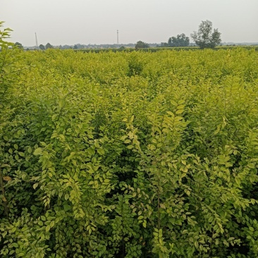 中国金叶榆基地金叶榆批发金叶榆嫁接金叶榆产地直销